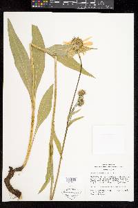 Helianthella quinquenervis image