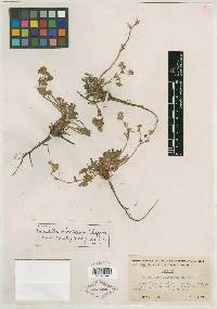 Potentilla pinetorum image