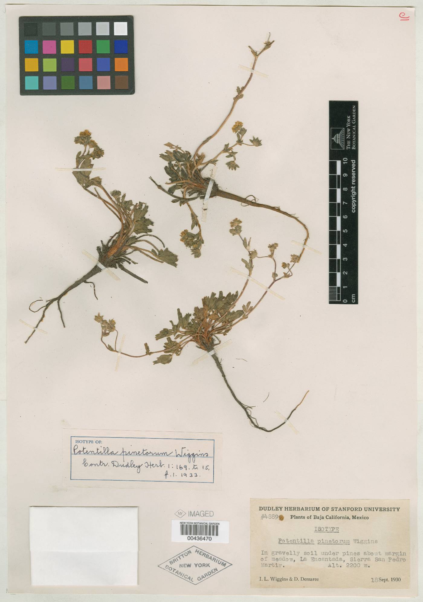 Potentilla diversifolia image