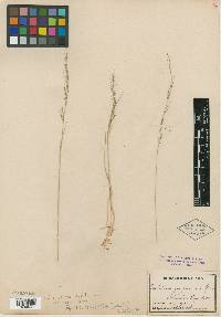 Muhlenbergia gracilis image