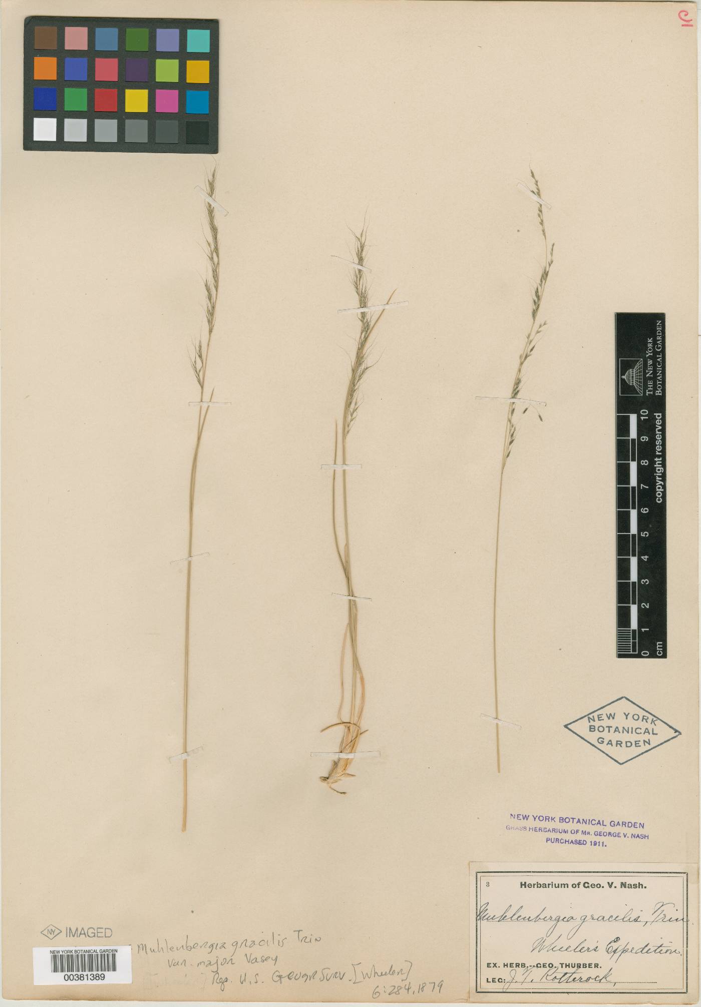 Muhlenbergia gracilis var. major image