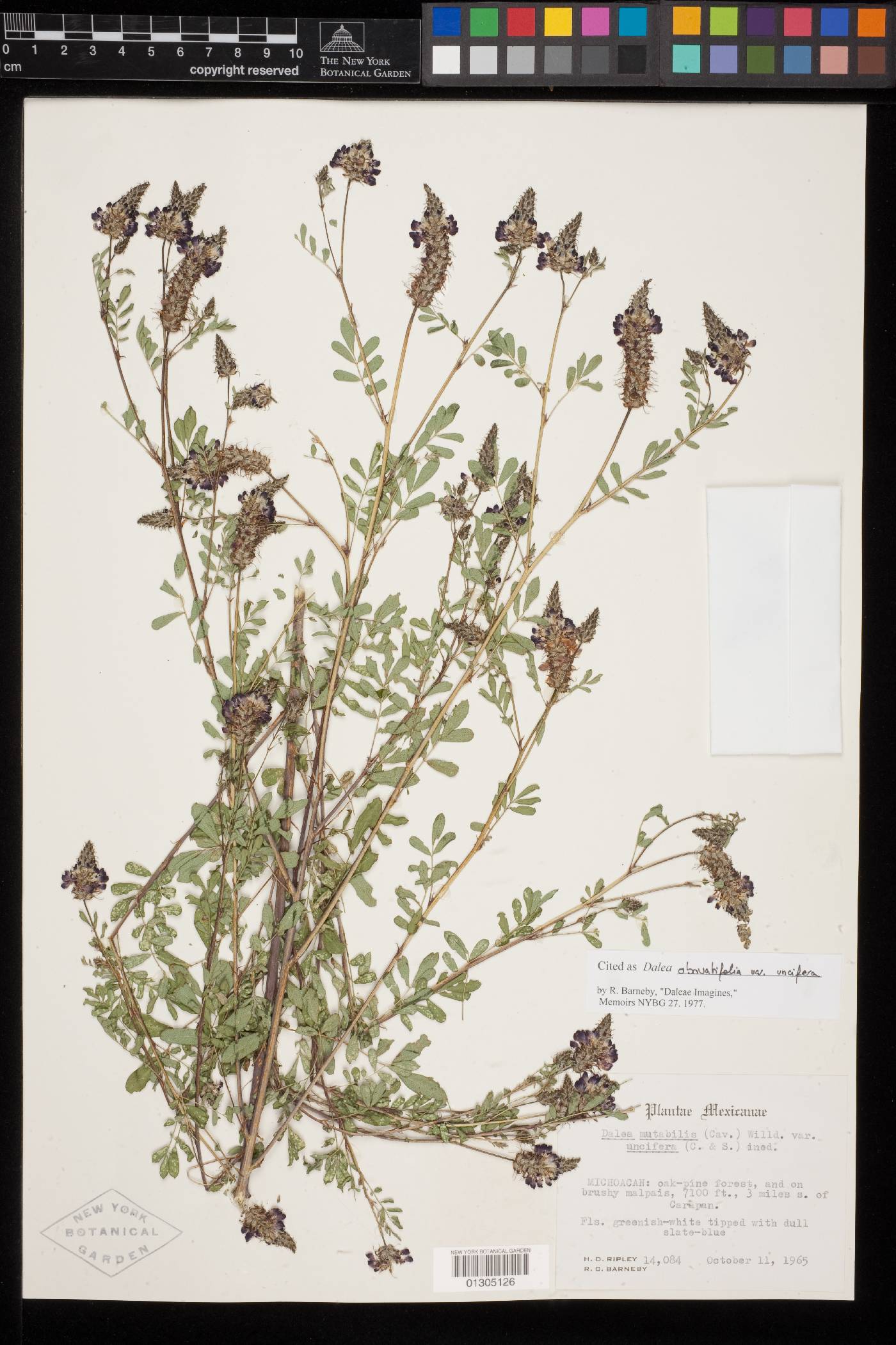 Dalea obovatifolia var. uncifera image