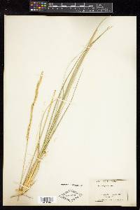 Spartina gracilis image