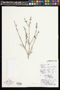 Keteleeria davidiana image