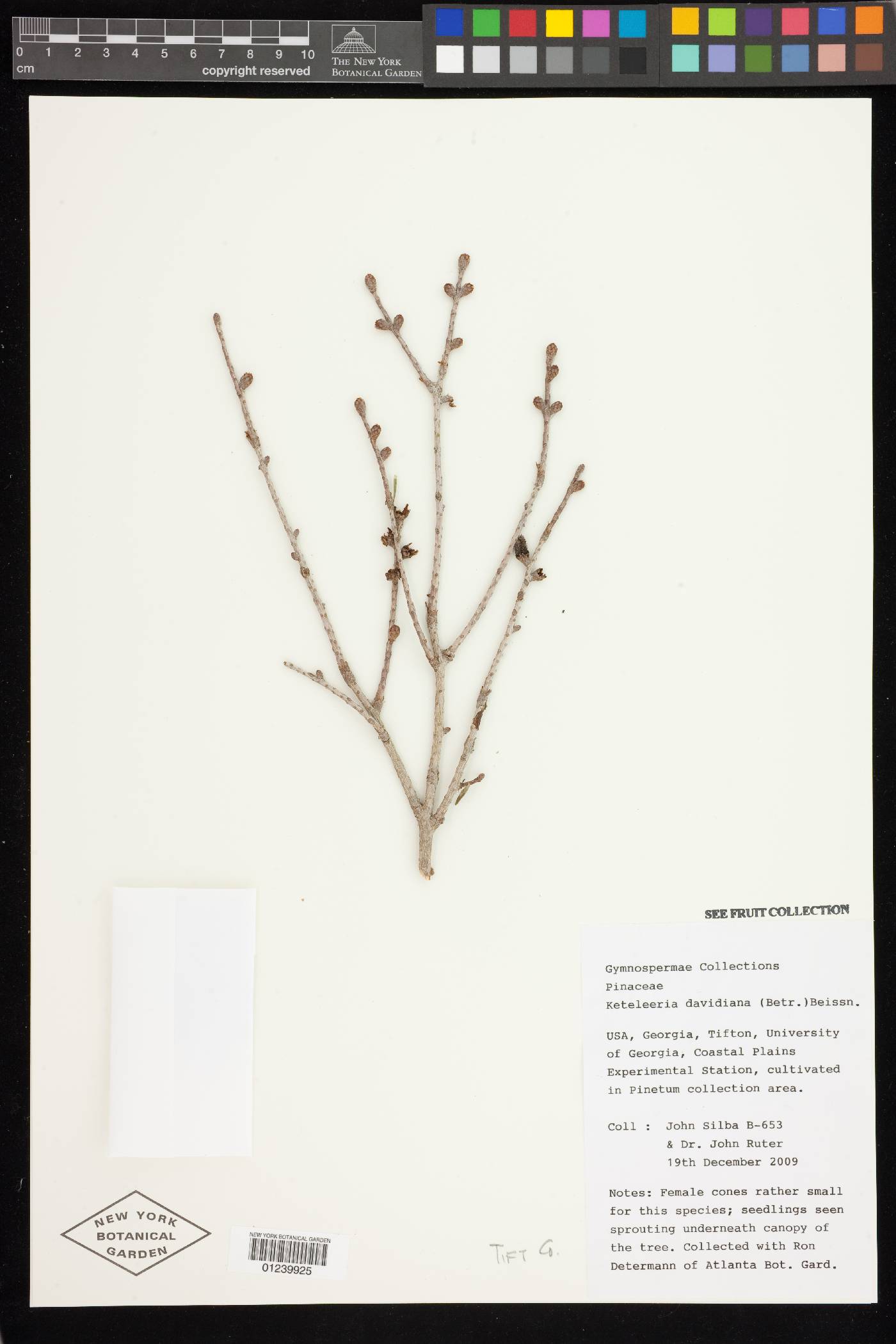 Keteleeria davidiana image