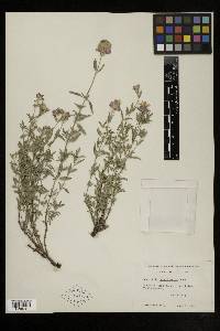 Monardella glauca image