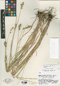 Carex shinnersii image