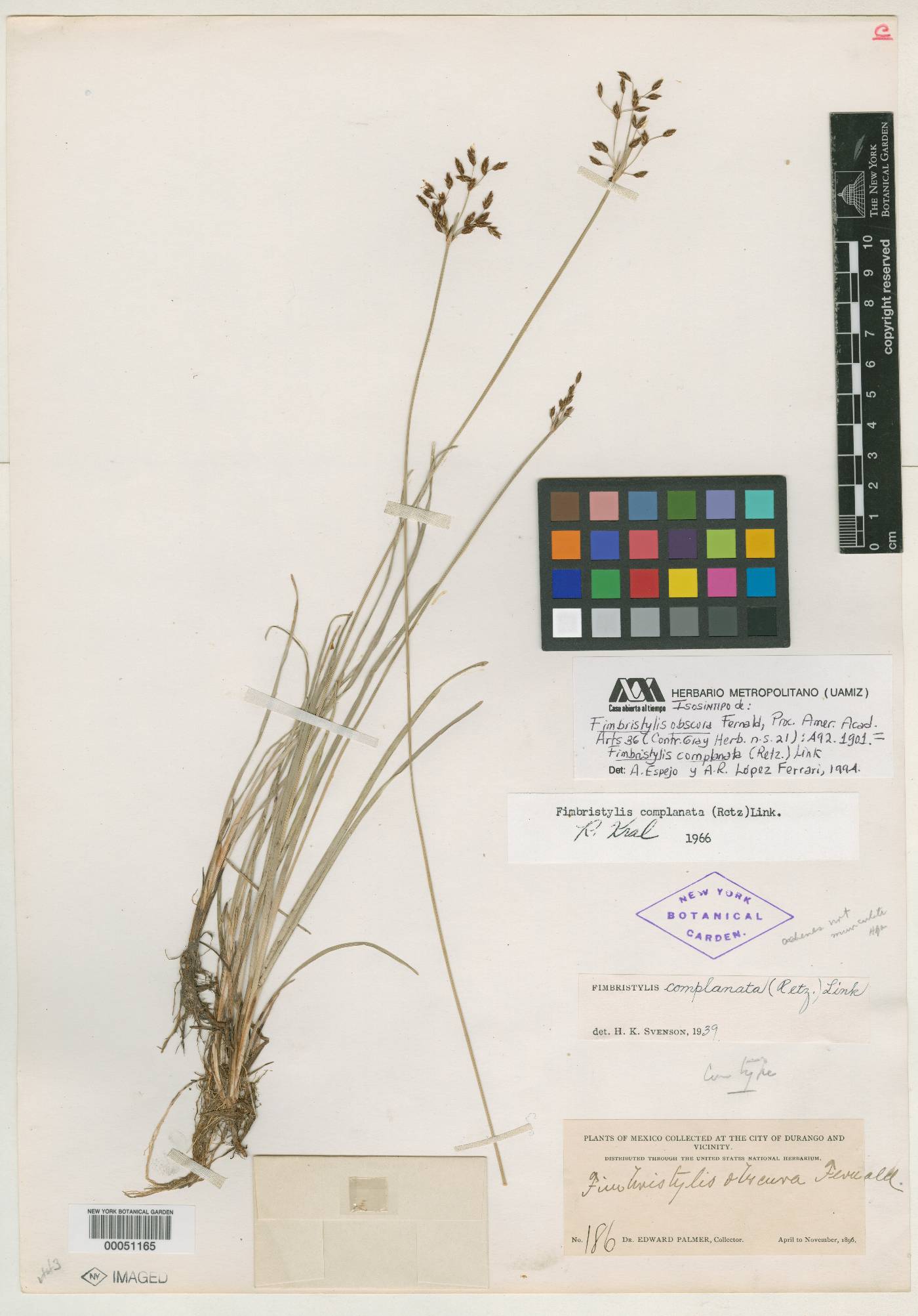 Fimbristylis complanata image