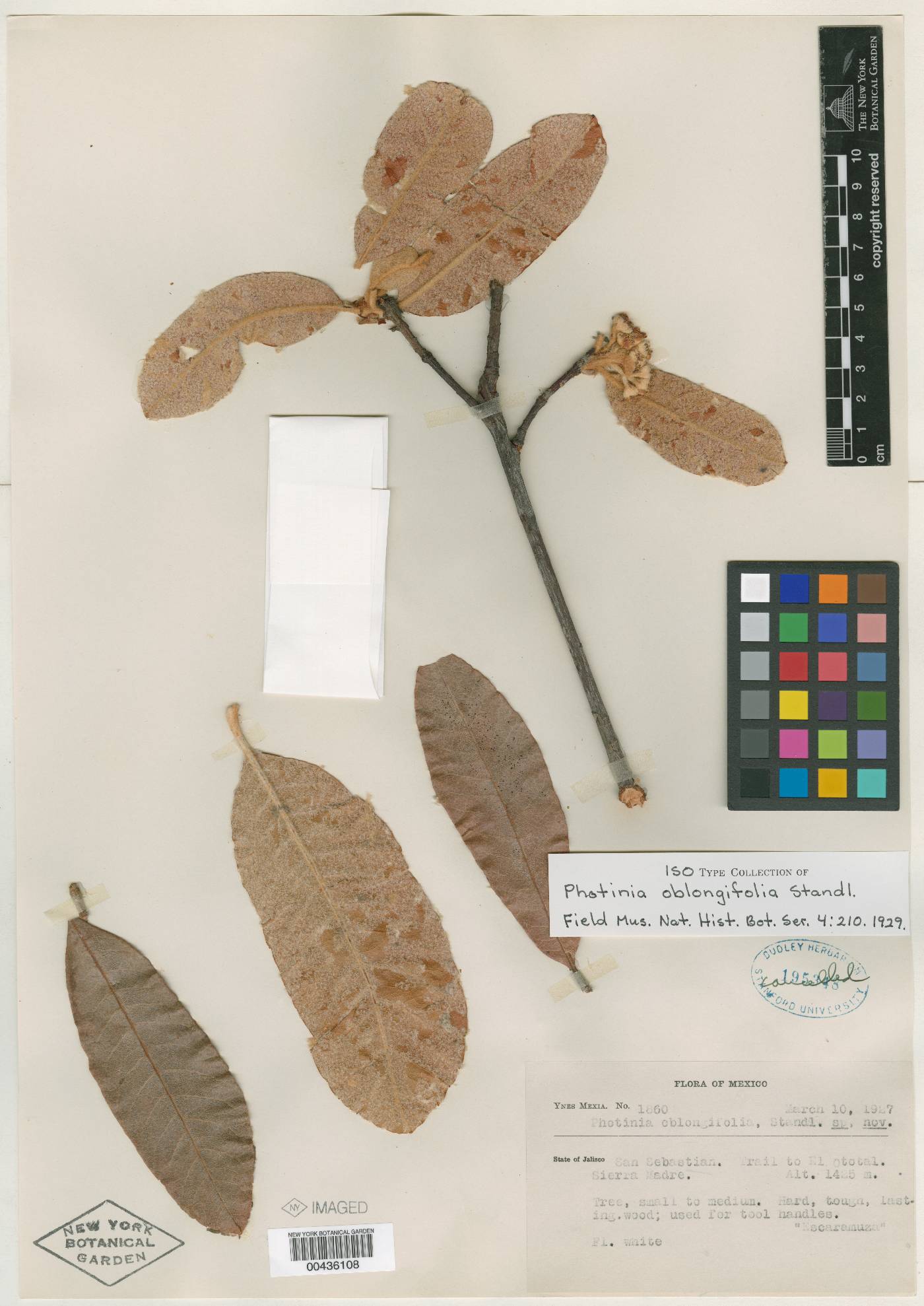 Photinia oblongifolia image