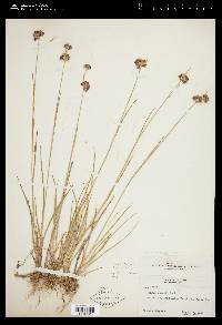 Juncus regelii image