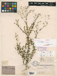 Linum nelsonii image