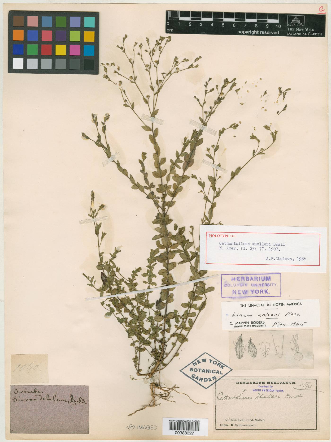 Linum nelsonii image