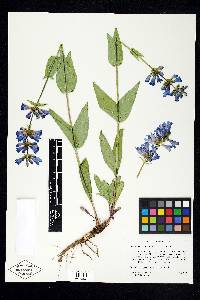 Penstemon cyananthus image