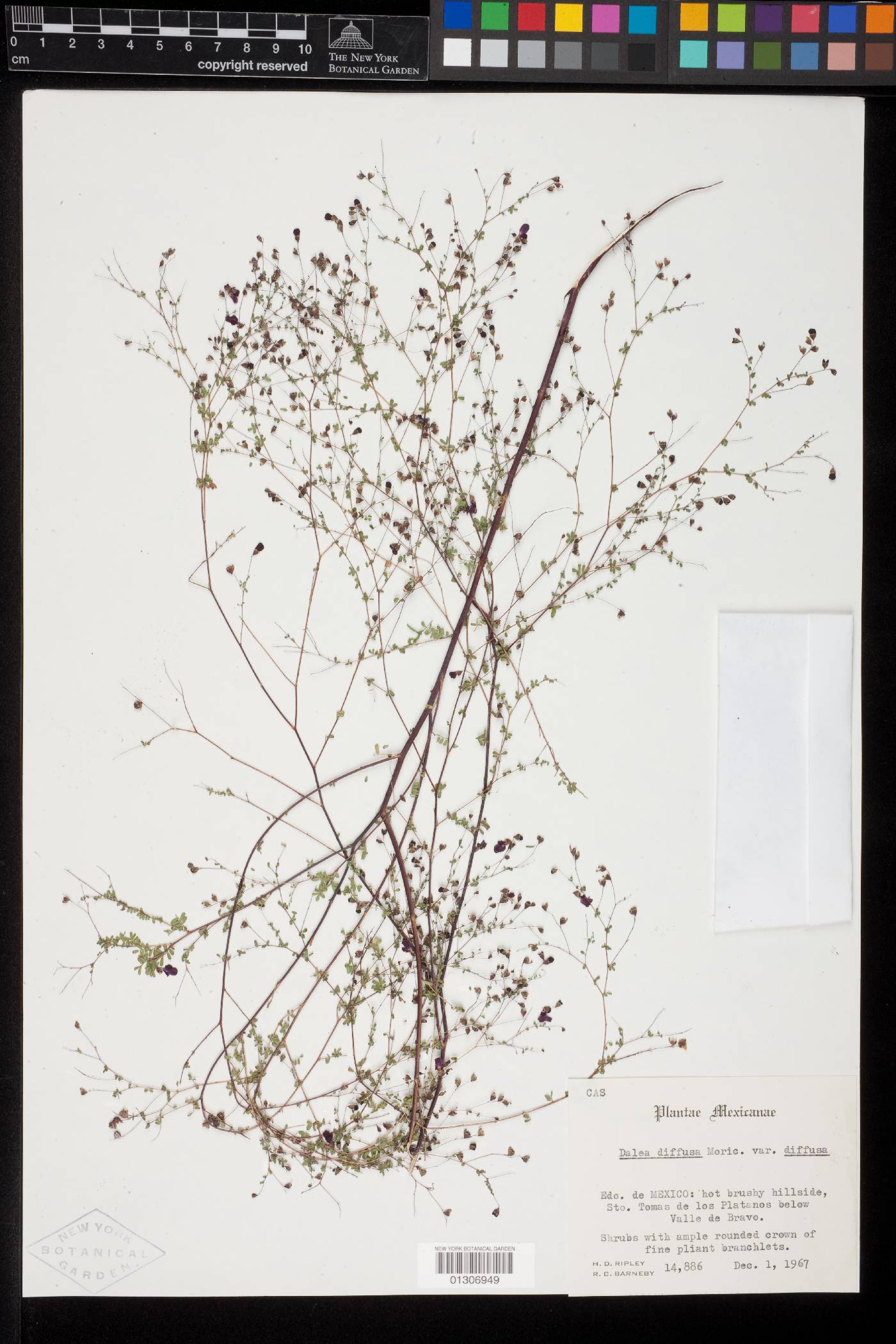 Marina diffusa var. diffusa image