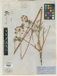 Chaerophyllum californicum image