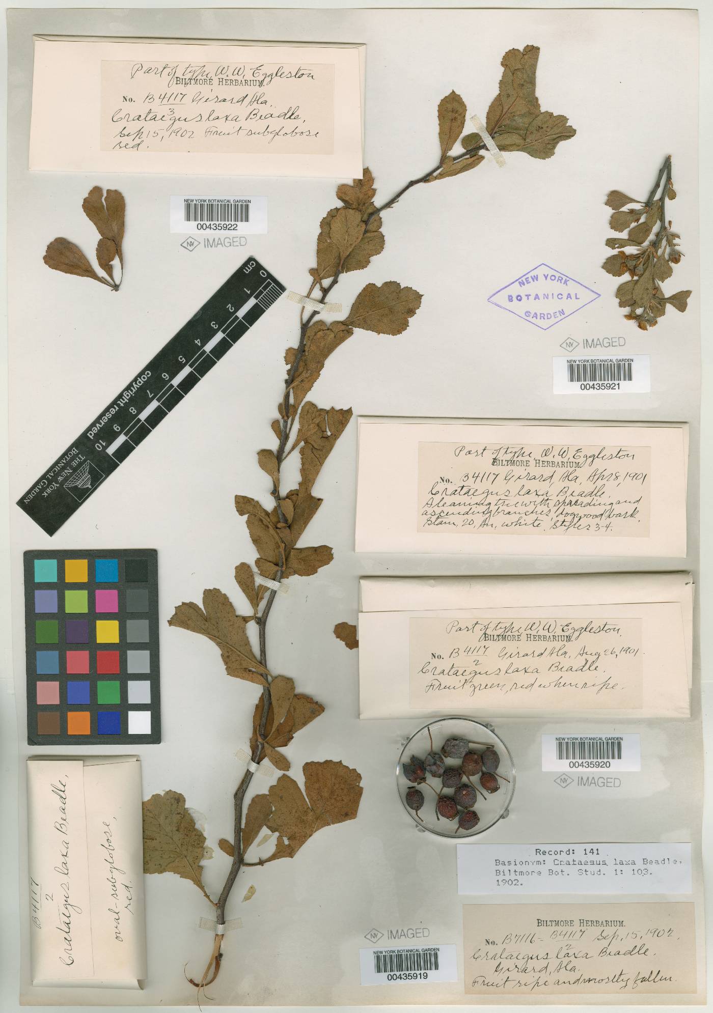Crataegus senta image