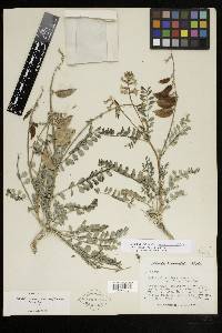 Astragalus cimae var. sufflatus image