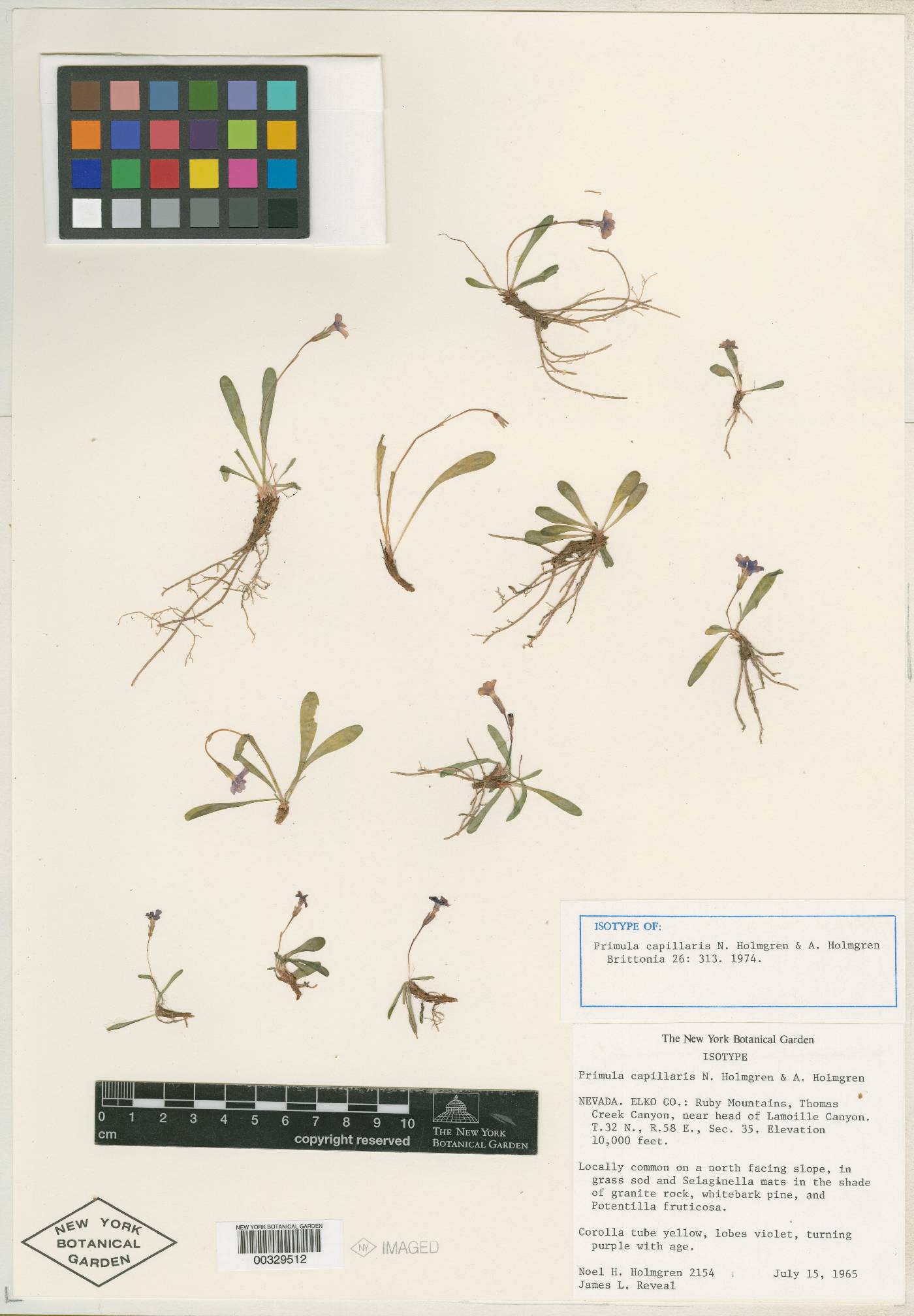 Primula capillaris image