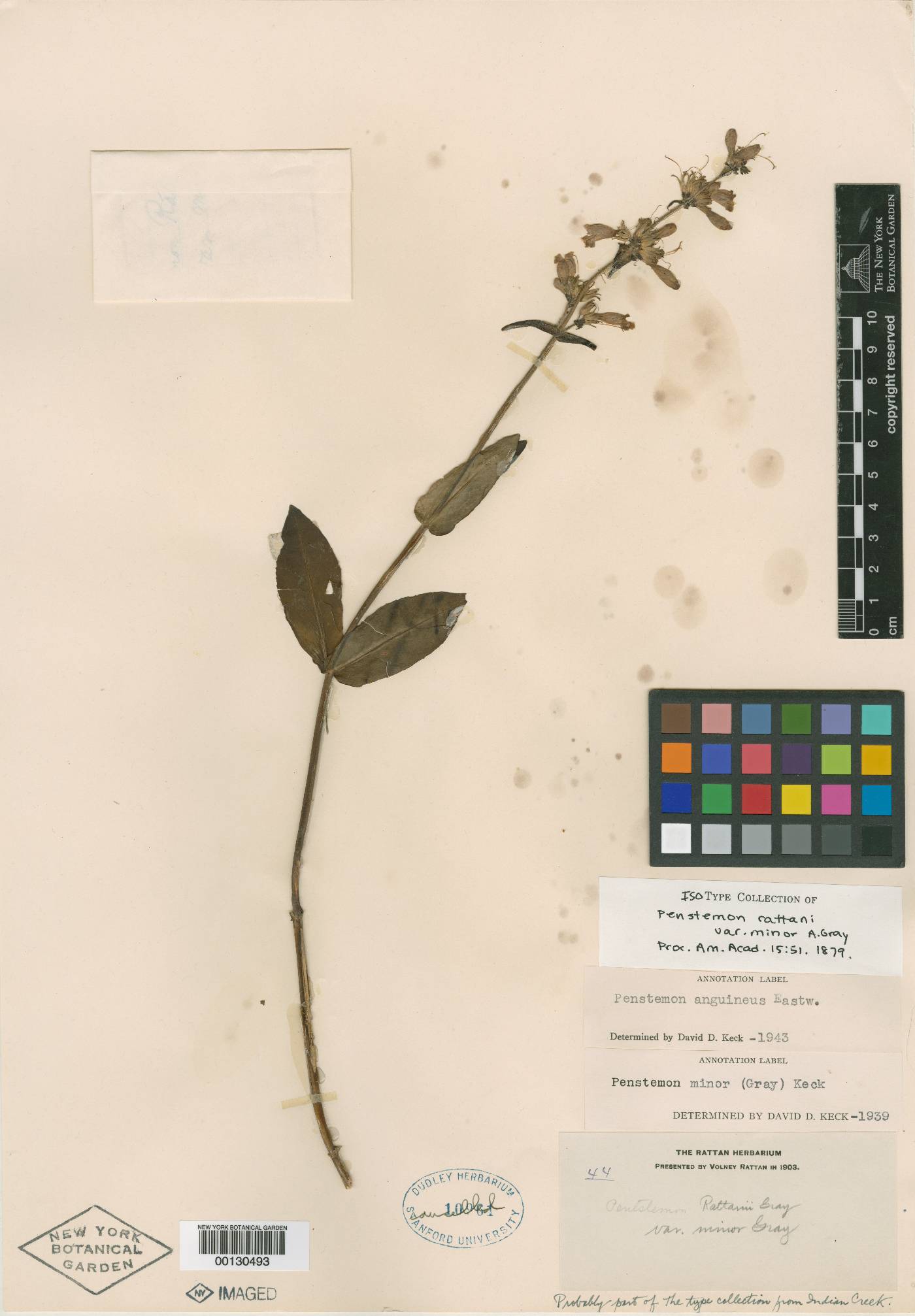 Penstemon rattanii var. minor image