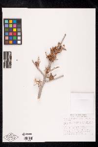 Bursera filicifolia image