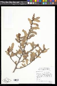 Quercus pumila image