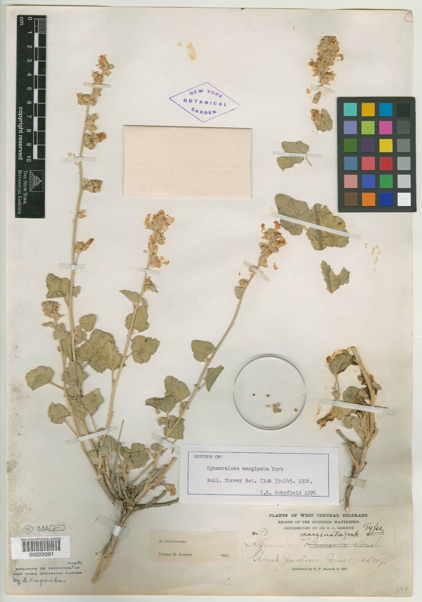 Sphaeralcea marginata image