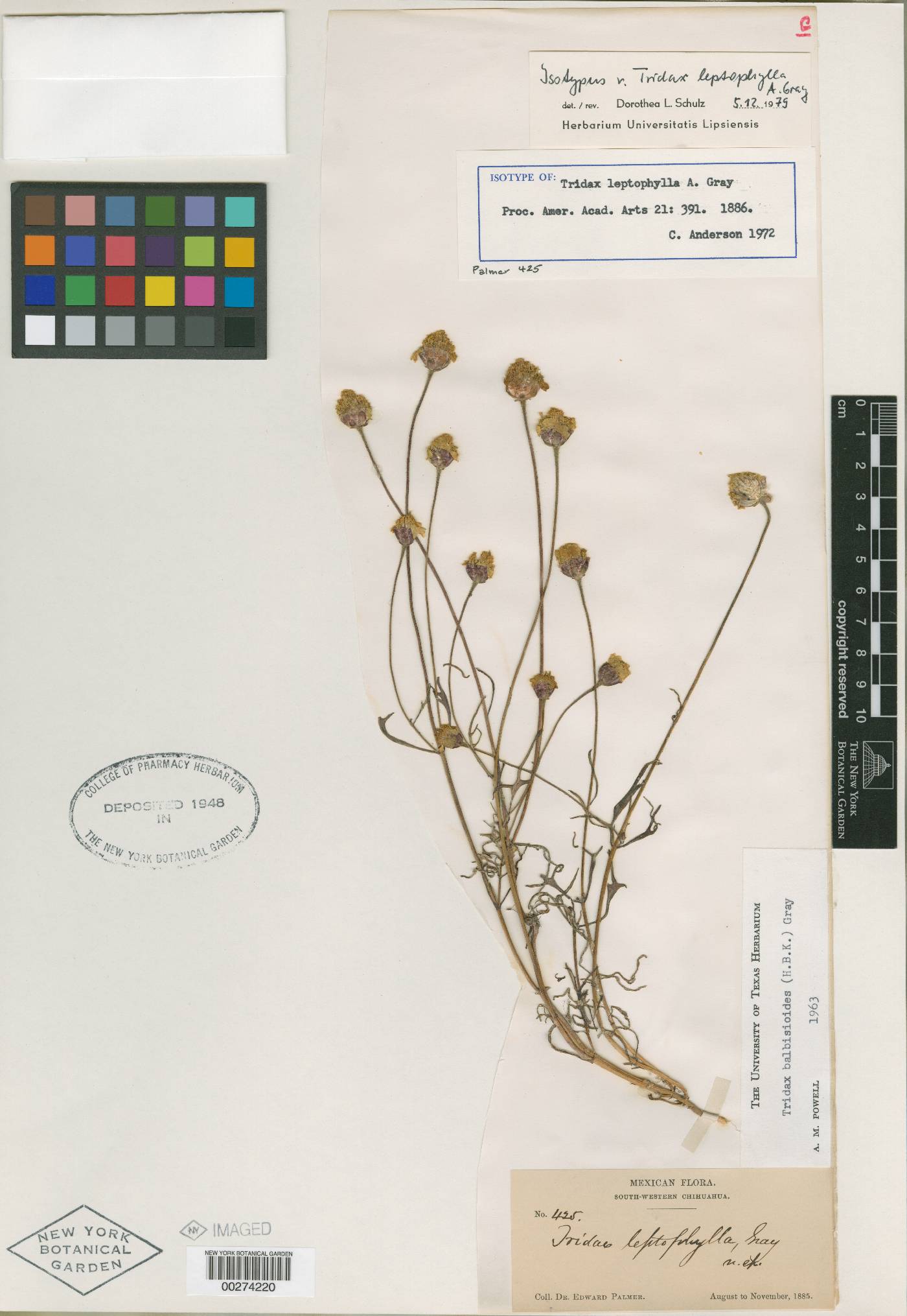 Tridax leptophylla image