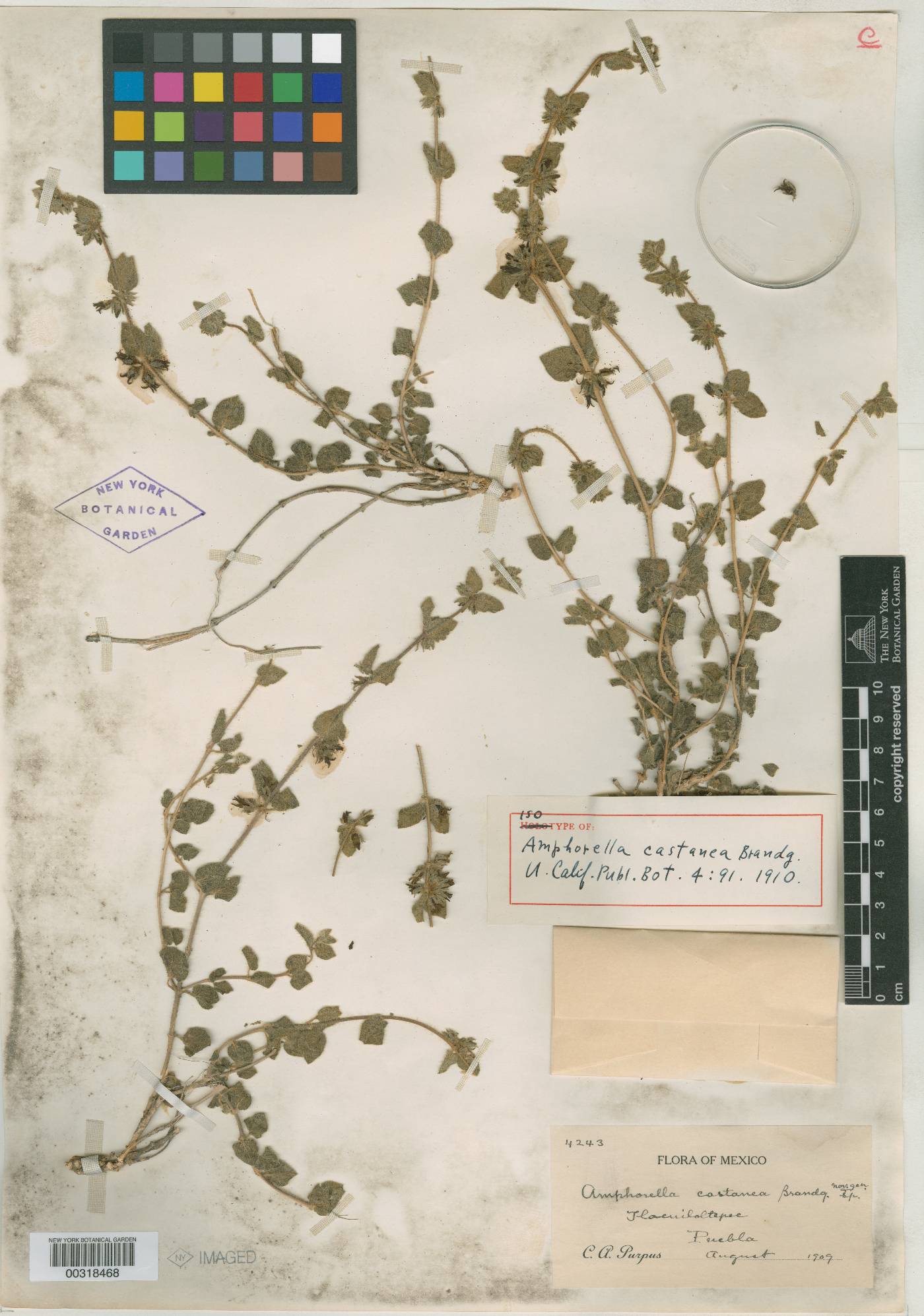 Matelea castanea image