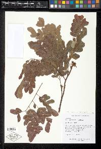 Albizia guachapele image