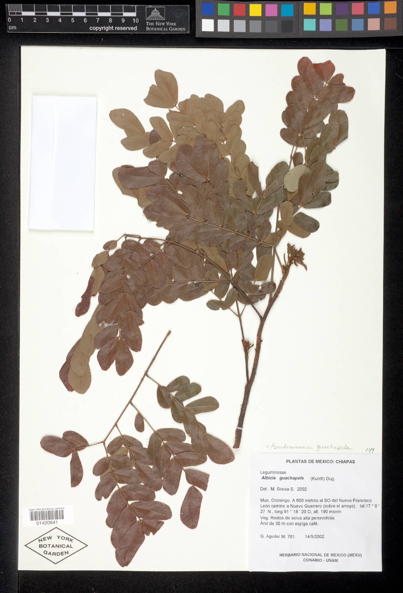 Albizia guachapele image