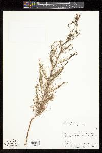 Cordylanthus wrightii subsp. wrightii image