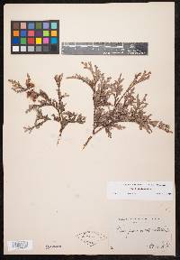 Thuja occidentalis image