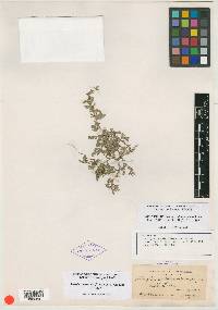 Atriplex subdecumbens image