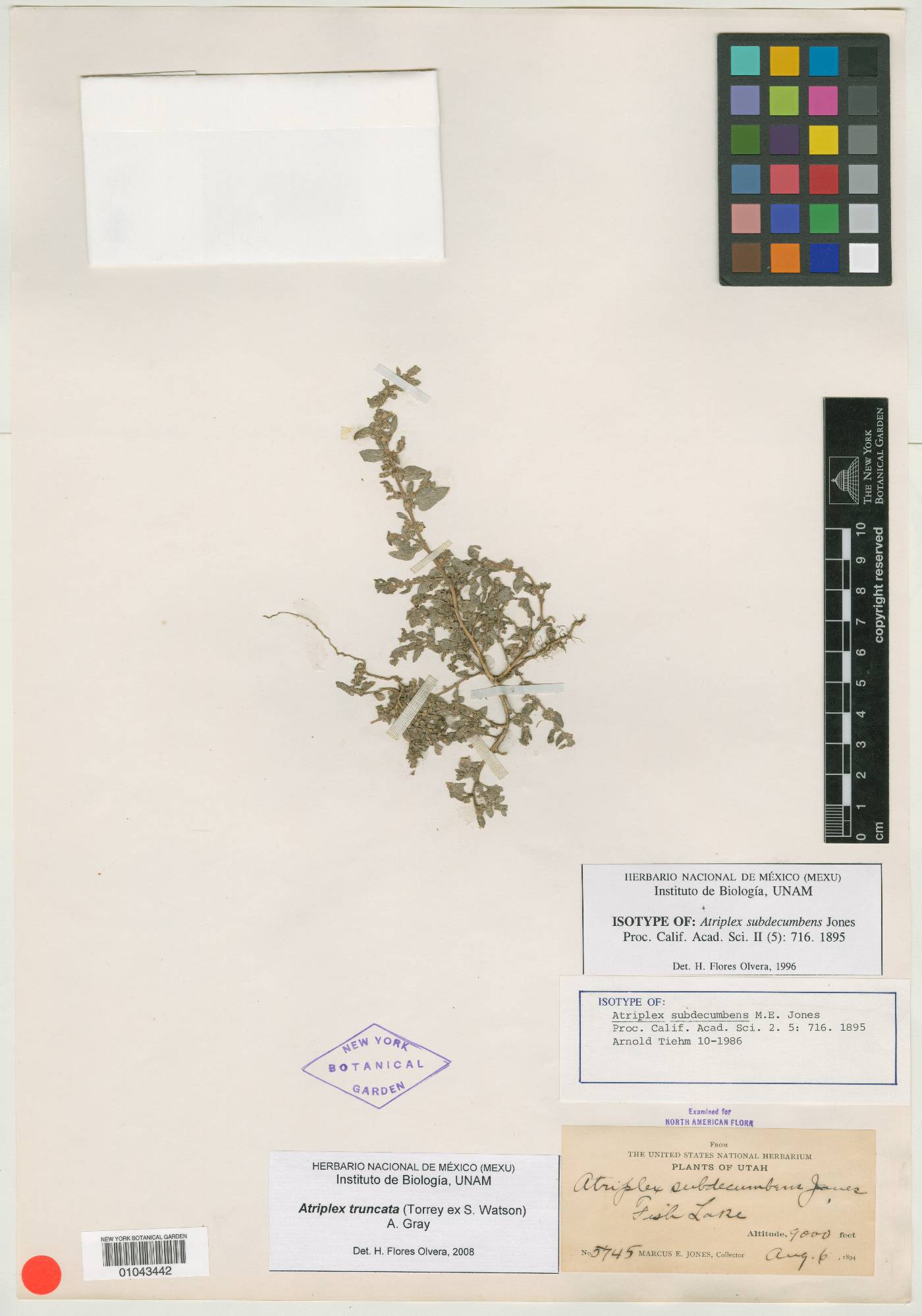 Atriplex subdecumbens image