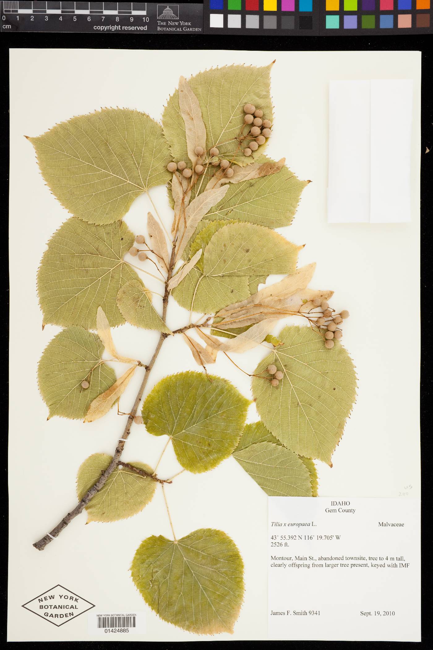 Tilia × europaea image