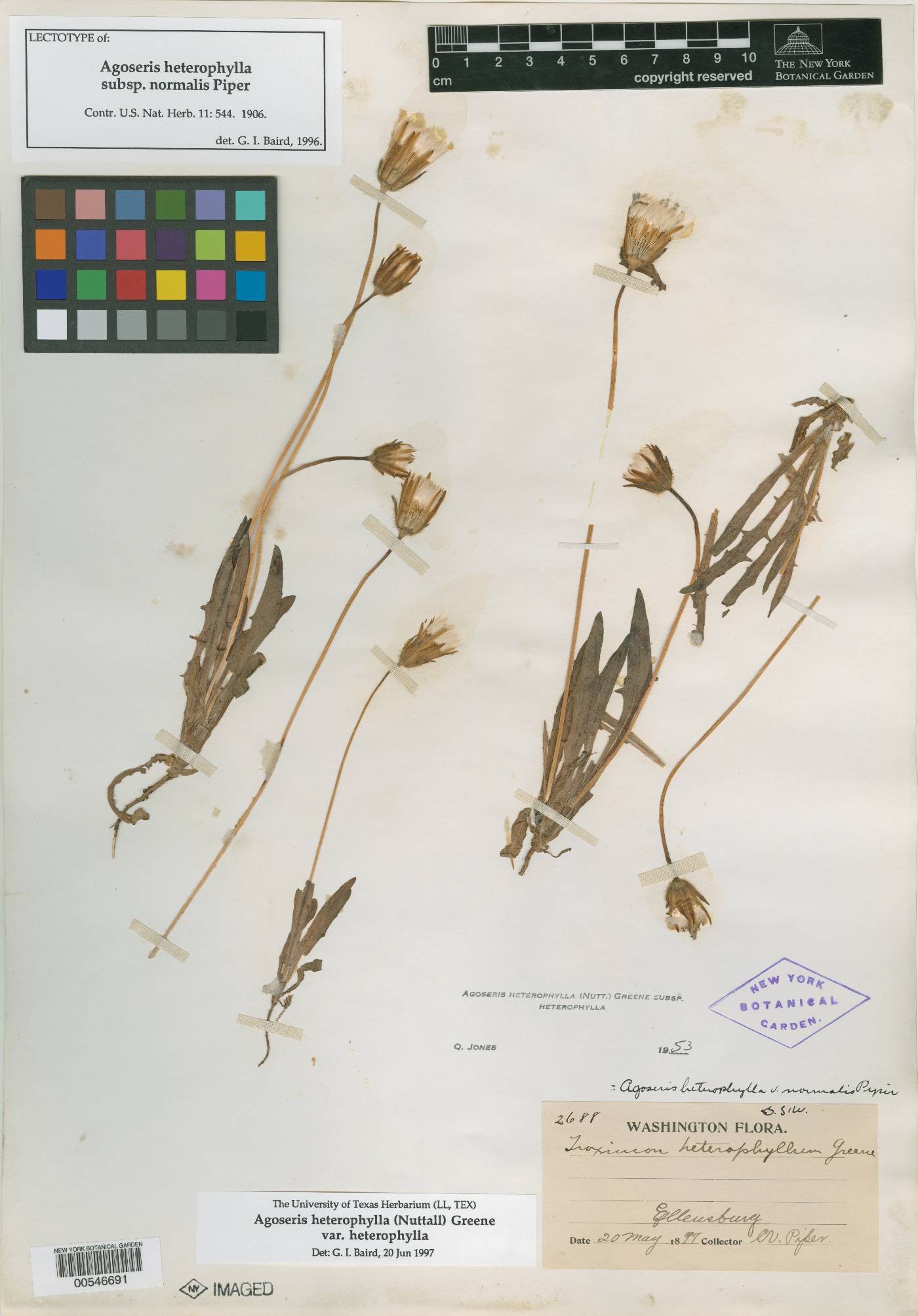 Agoseris heterophylla image