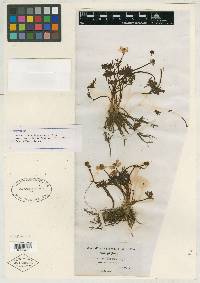 Ranunculus triternatus image