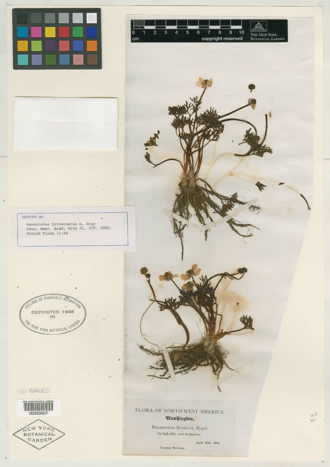 Ranunculus triternatus image
