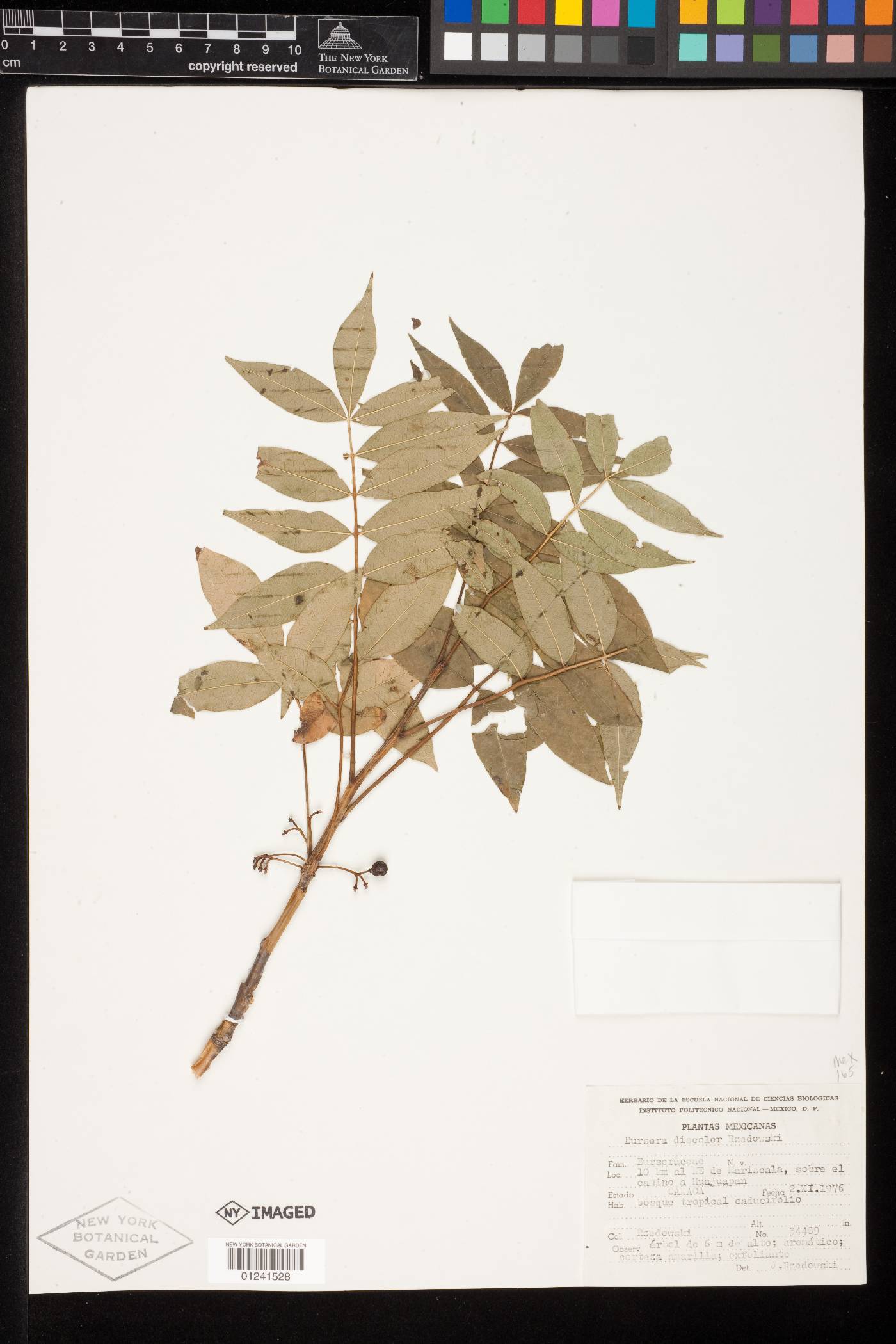 Bursera discolor image