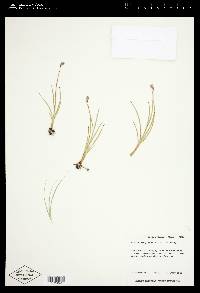 Juncus longistylis image