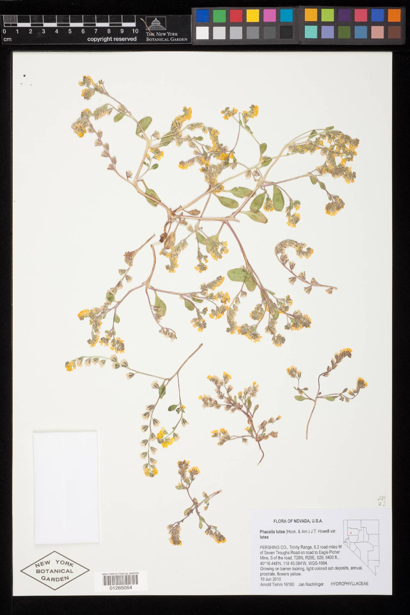 Phacelia lutea image