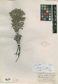 Oreocarya monosperma image