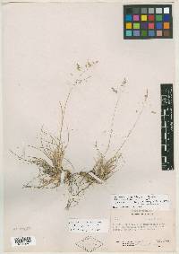 Poa filiculmis image