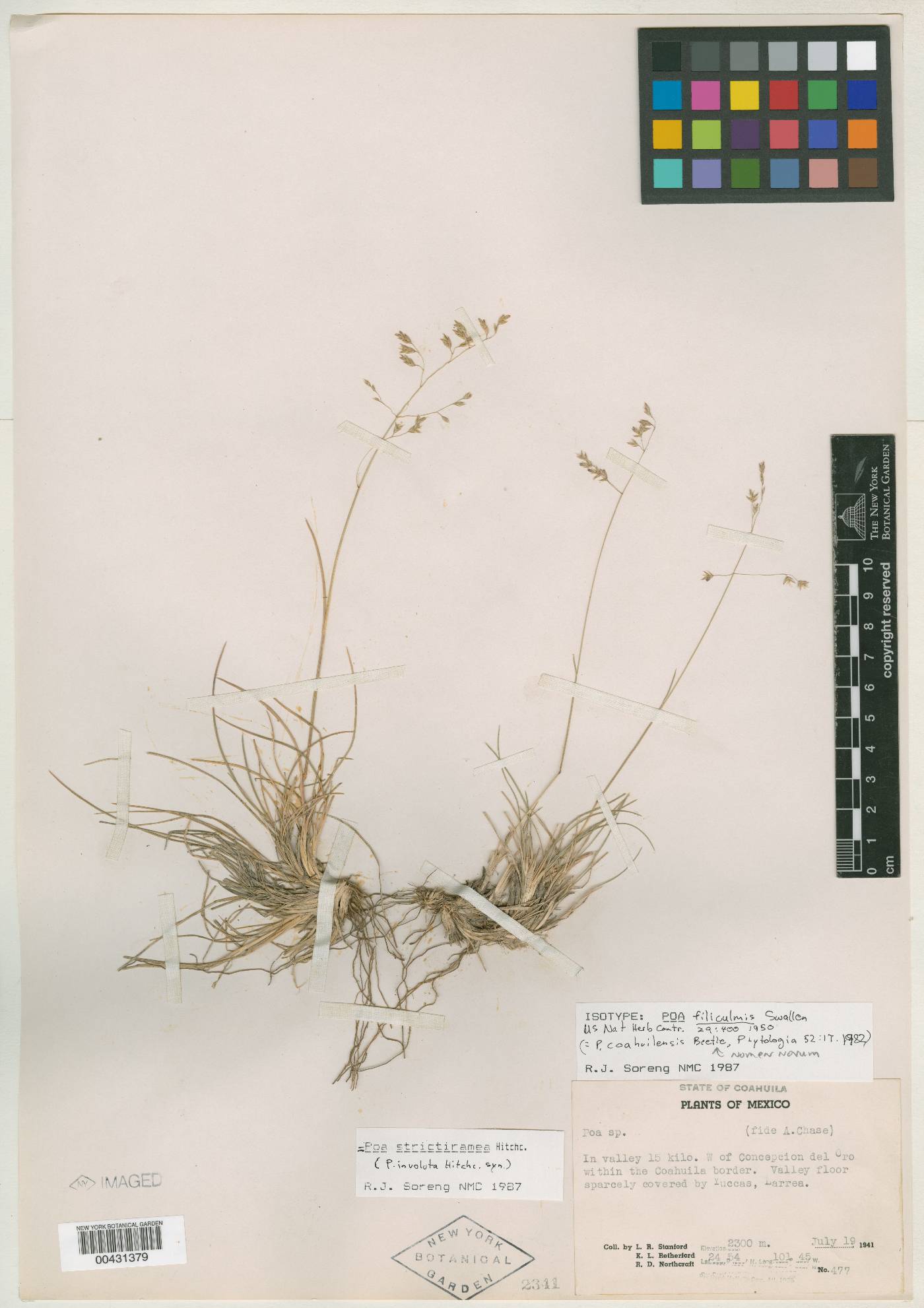 Poa filiculmis image