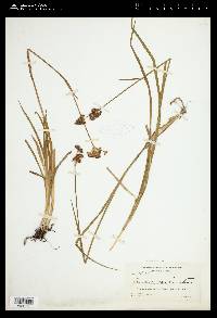 Juncus ensifolius var. montanus image