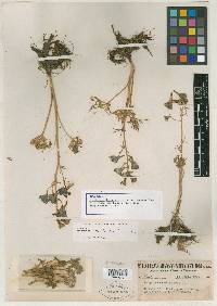 Delphinium lineapetalum image