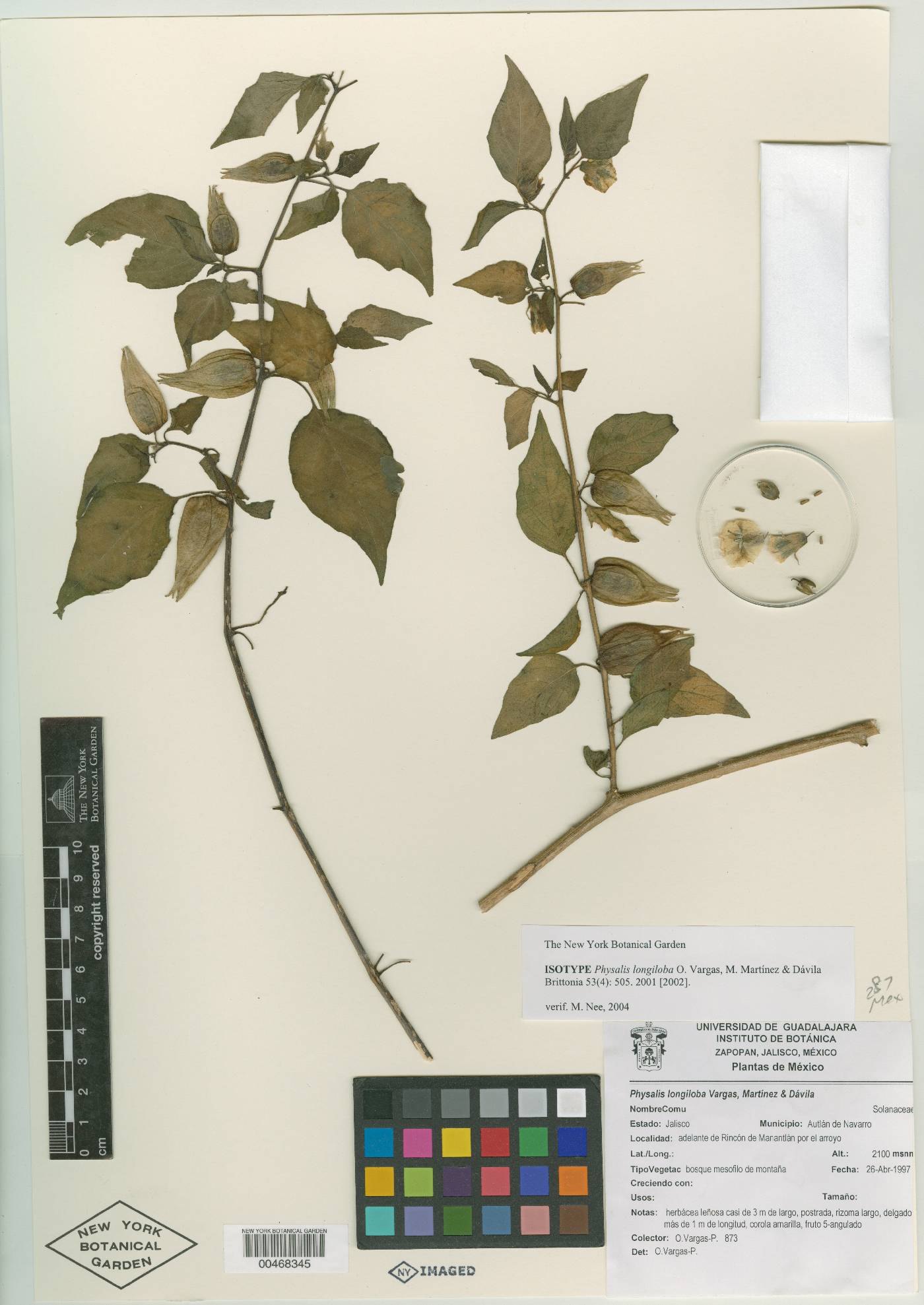 Physalis longiloba image