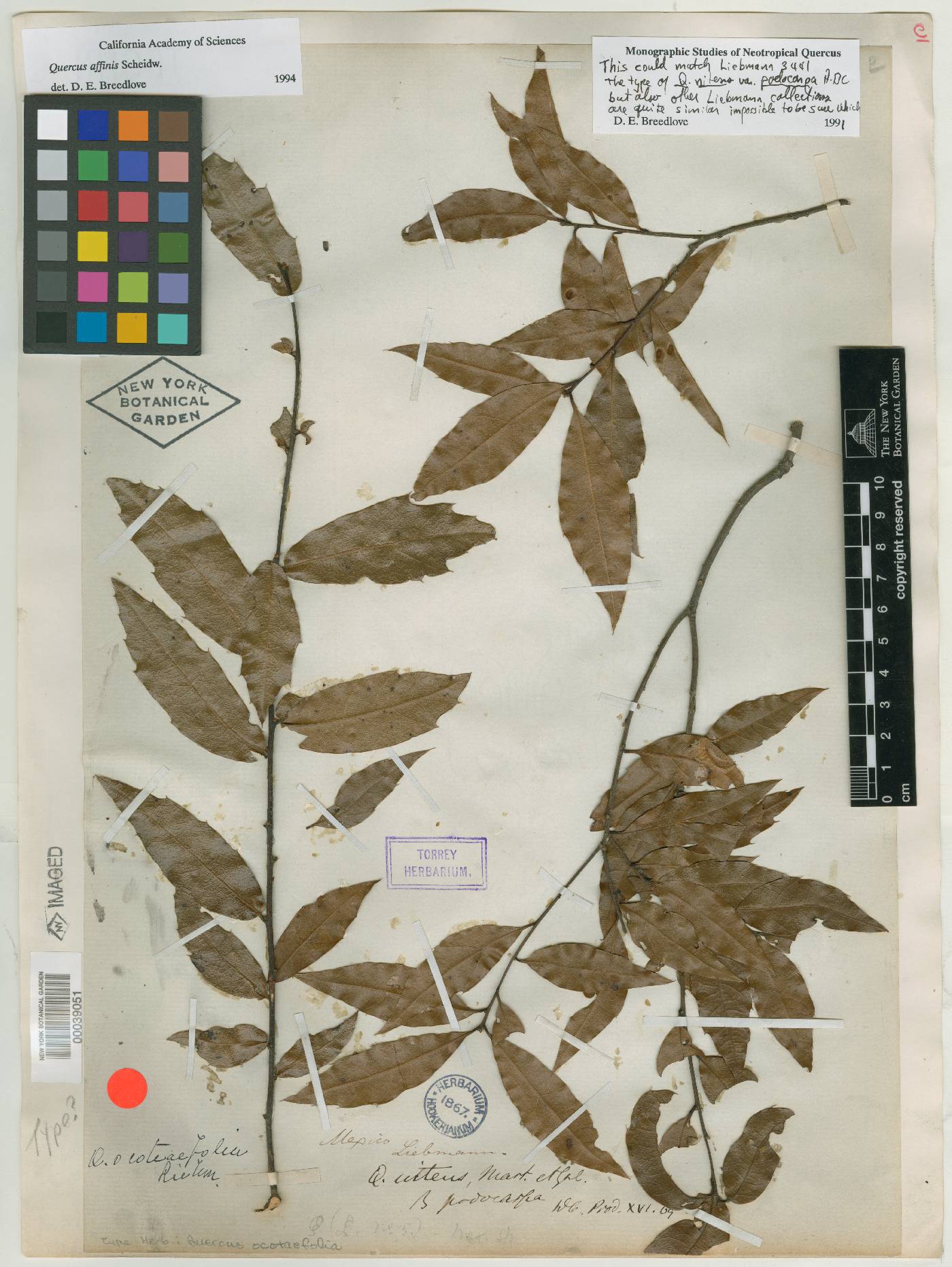 Quercus ocoteifolia image