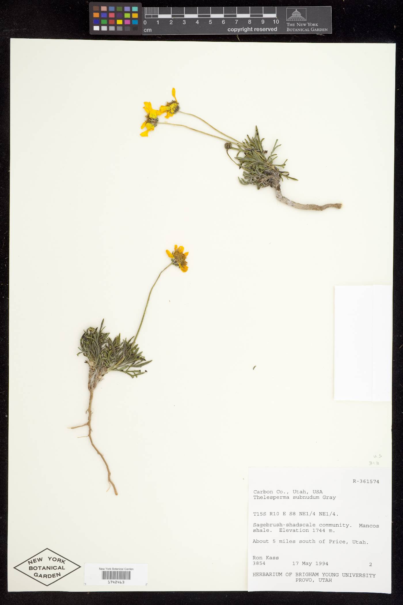 Thelesperma subnudum var. subnudum image