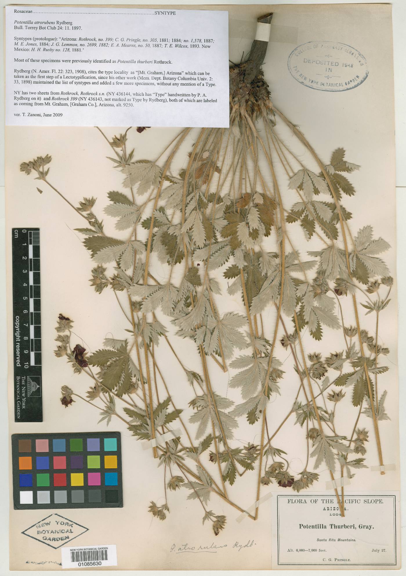 Potentilla atrorubens image